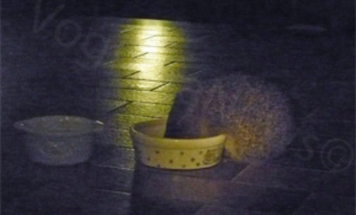 PAVIA 25/05/2012: La storia del piccolo riccio che rubava le crocchette al gatto
