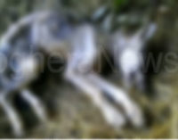 SANTA MARGHERITA STAFFORA 25/09/2014: Il lupo sui monti delle zone montane della provincia di Pavia c’è per davvero. Ora esiste la prova definitiva. Recuperato sul Monte Chiappo il corpo esanime di un lupetto di 4 mesi (all’interno la FOTO in chiaro)
