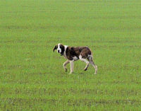 VOGHERA 14/11/2014: Cane in strada Grippina. Chi lo riconosce?