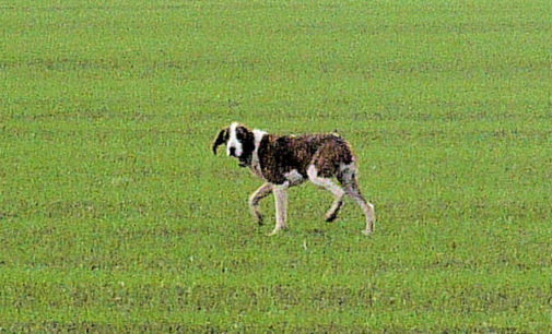 VOGHERA 23/01/2015: Strada Grippina. In atto la cattura del cane randagio. Appello dell’Enpa