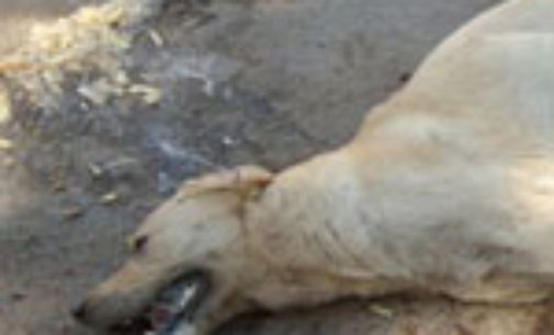 CORVINO-OLIVA-TORRICELLA 05/03/2015: Sospetti di avvelenamento per 2 cani. La Lav indaga e chiede attenzione