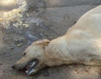 VOGHERA CORVINO 25/03/2015: Cani avvelenati. La Lav “Nei bocconi c’era il Parathion”