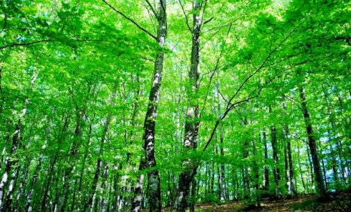 PAVIA 27/05/2015: In provincia di Pavia nascono due nuove Aree Protette. A Pietra Corva Romagnese e al Monte Lesima nel Comune del Brallo. Ecco perchè