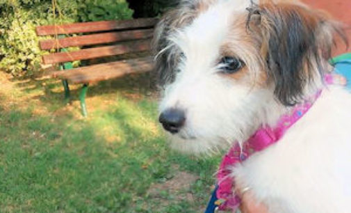 VOGHERA 06/08/2015: Cane abbandonato legato ad un palo dei giardini pubblici