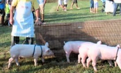 TORRE DEI NEGRI 11/09/2015: Palio dei Maialini. C’è anche una petizione per dire basta all’uso delle bestiole