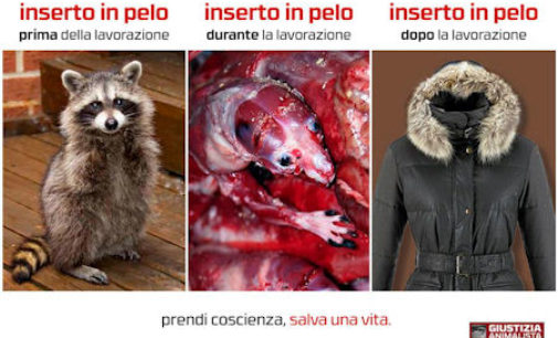 PAVIA VOGHERA VIGEVANO: Non comprare mai capi con inserti in pelliccia. Dietro solo indicibile sofferenza di innocenti