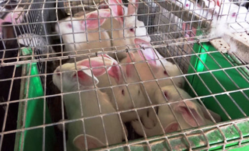 VOGHERA 02/12/2015: I Conigli in casa come cani e gatti però loro finiscono nel piatto. La Lav con una petizione vuole salvarli