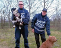 PAVIA 18/02/2016: Cucciolo di cane chiede i soccorsi per il papà in difficoltà. Abbaia per ore poi guida le Guardie fino al cane ferito