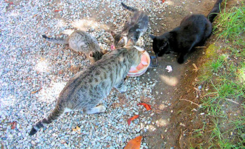 CASTEGGIO 15/03/2016: Tensione in città fra abitanti e gattare per l’igiene. LAV e Comune stanno collaborando per arrivare alla creazione di colonie feline regolari