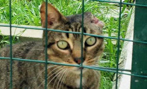 VOGHERA 24/03/2016: Appello dell’Enpa per la cura di due gatti affetti da tumore alle orecchie. Servono 300 euro