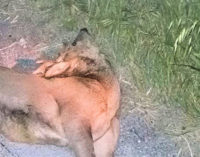 VOGHERA 12/04/2016: Auto si scontra con un capriolo. L’animale muore. Gravi danni al mezzo. E’ il terzo caso in pochi giorni