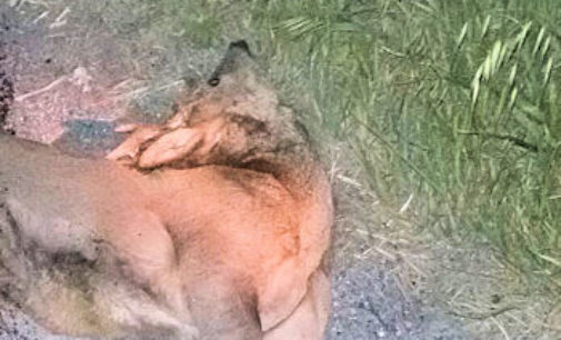 VOGHERA 12/04/2016: Auto si scontra con un capriolo. L’animale muore. Gravi danni al mezzo. E’ il terzo caso in pochi giorni