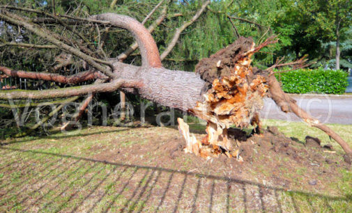 VOGHERA 10/06/2016: Un botto e poi i grandi alberi stramazzano a terra. Danni e rischi per le persone durante il nubifragio di ieri pomeriggio