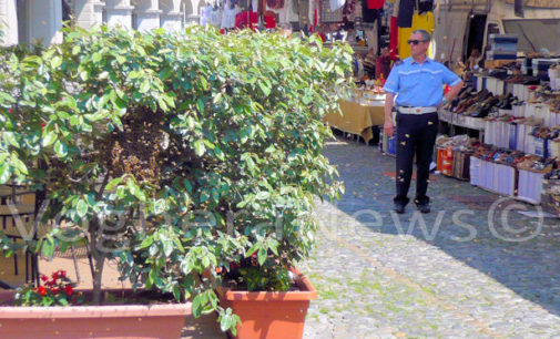 VOGHERA 07/06/2016: Le Regina sceglie piazza Duomo. Sciame di api si posa nelle piante della pizzeria