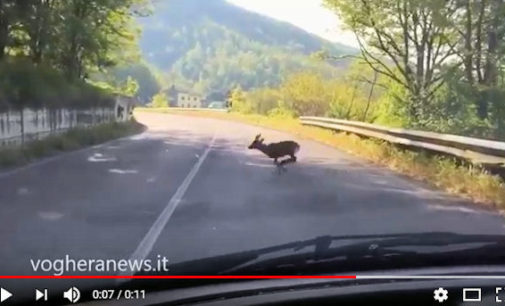 BAGNARIA VARZI 19/08/2016: Capriolo attraversa la sp461 (IL VIDEO). Con un balzo da record olimpionico si salva. Sullo sfondo la questione irrisolta della sicurezza per gli animali e per gli automobilisti sulle strade oltrepadane