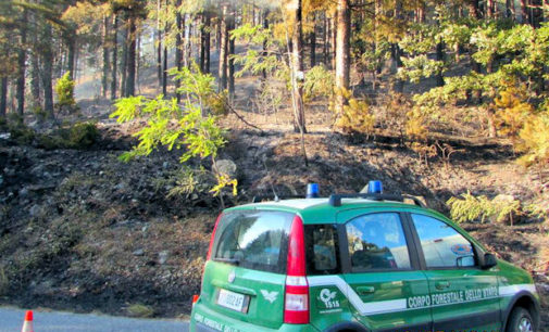 BRALLO 26/08/2016: Pineta a fuoco. E’ il secondo incendio nella stessa zona in poche settimane. Il sindaco Chlapanidas teme siano atti dolosi