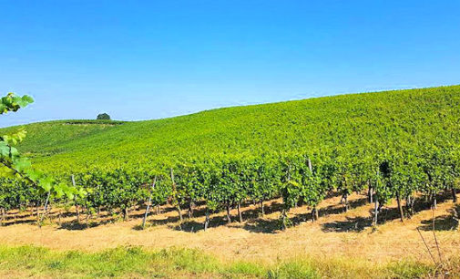 OLTREPO 14/08/2016: Al via fra pochi giorni in Oltrepò Pavese la Vendemmia sui 13.500 ettari di vigneti