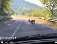 VOGHERA 28/09/2016: Auto investe capriolo che attraversa la strada. E intanto la Regione ha annunciato una legge per combattere i cinghiali che sconfinano sulle strade e nelle coltivazioni