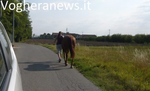 VOGHERA 07/09/2016: Cavallo scappa e scorrazza per la strada. Subito recuperato