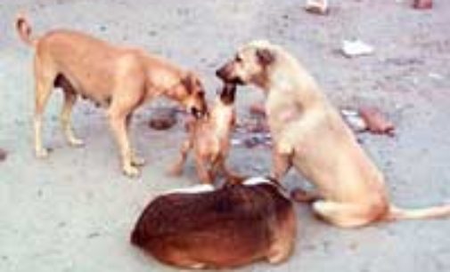 VALLE STAFFORA 25/10/2016: Anagrafe canina. 30 i cani che saranno iscritti grazie alla campagna intercomunale Bagnaria&C