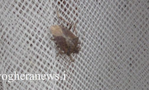 PAVIA 02/02/2022: Cimice asiatica. Continua la lotta all’insetto killer in agricoltura. A Pavia 14mila euro di risarcimenti