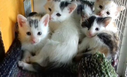 VOGHERA 19/10/2016: Emergenza cibo per i gattini del rifugio Enpa. Appello alla popolazione