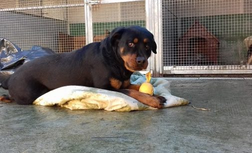 VOGHERA 03/01/2017: “Mega emergenza” coperte al rifugio. Cani al freddo. L’appello dell’Enpa