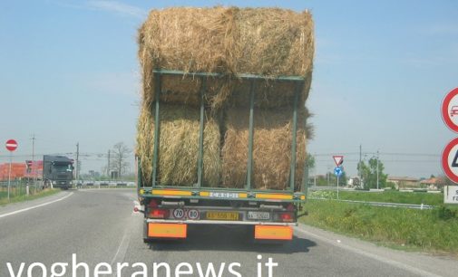 VOGHERA 02/02/2017: Gara di solidarietà per partecipare all’iniziativa di una veterinaria per aiutare gli animali e le stalle terremotate del centro Italia. In pochi giorni riempiti 2 camion di rotoballe di fieno. E ora si pensa a cani e gatti terremotati