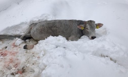 VOGHERA 08/02/2017: Aiuti agli animali e alle stalle terremotate. La missione va a gonfie vele. A breve parte il primo carico di fieno. Aiuti anche a cani gatti. Si può ancora donare