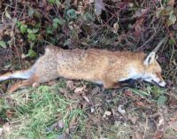 VOGHERA 27/02/2017: Caccia in Oltrepo. Il bilancio degli animalisti. La Lav: ancora troppo animali innocenti uccisi