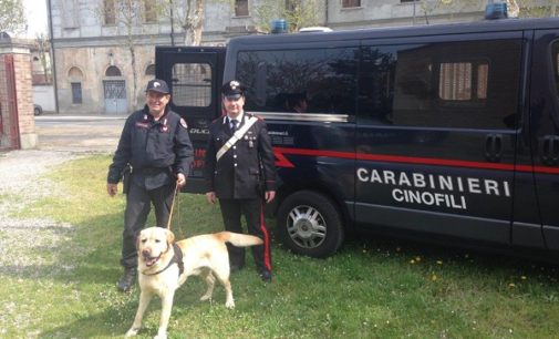 VOGHERA 05/04/2017: Unità cinofile dei carabinieri nelle scuole cittadine. Studente del Gallini pescato a detenere hashish