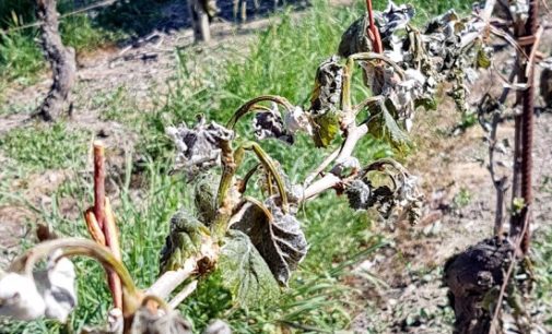 CASTEGGIO 21/04/2017: Maltempo. Il gelo brucia frutta e interi vigneti dell’Oltrepò Pavese. Coldiretti: Danni fino al 90 per cento