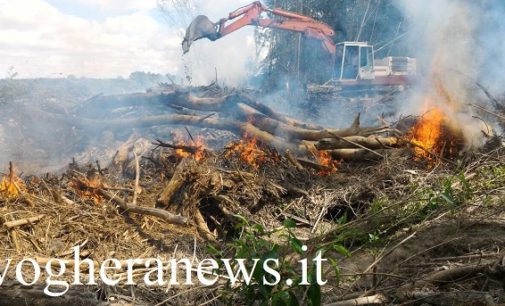 PANCARANA 18/04/2017: Incendio a Pasquetta al “Bosco Arcadia”. Un rogo (si teme doloso) provoca danni a piante e vegetazione