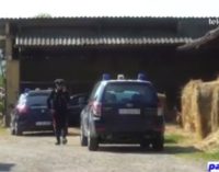 ZENEVREDO 04/04/2017: Donna colpita da una mucca mentre lavora al centro carni. Ricoverata in gravi condizioni al San Matteo