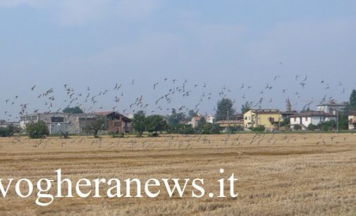 PAVIA VOGHERA 16/09/2020: Animali. 600 i cacciatori che potranno abbattere i piccioni. 13 in provincia