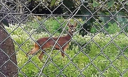 BRONI 16/06/2017: La favola dei caprioli che riescono a vivere (quasi) in città. Le bestiole hanno colonizzato un’area dismessa. Ora la Lav chiede che non vengano allontanati