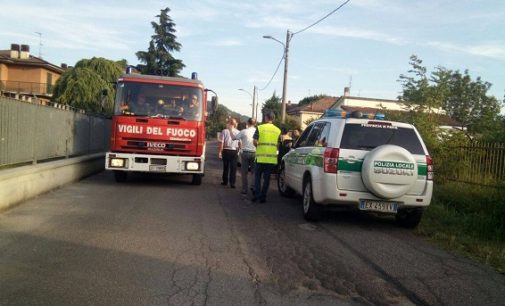 BRONI 18/06/2017: I “caprioli di città” sono salvi. Potranno restare lì dove hanno scelto di accamparsi