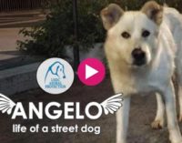 VOGHERA 22/06/2017: Un cortometraggio in memoria di Angelo torturato e ucciso.Per aiutare gli animali. La raccolta fondi