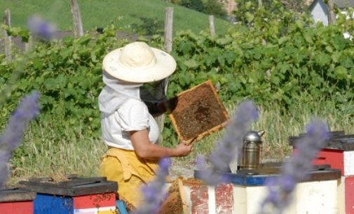 PAVIA 05/08/2017: Caldo e siccità, miele addio. Alveari pavesi a secco. Coldiretti: Perdite fino all’80%