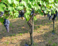 MONTALTO 22/08/2017: Vendemmia funestata dalla morte di un raccoglitore. Colto da un malore fatale un 58enne di Fumo