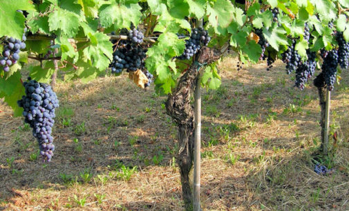 MONTALTO 22/08/2017: Vendemmia funestata dalla morte di un raccoglitore. Colto da un malore fatale un 58enne di Fumo