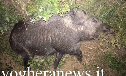 VALLE STAFFORA 23/06/2023: Trovato cinghiale infetto. La peste suina dal Piemonte è arrivata in Oltrepo pavese. Ats in campo. In campo anche l’esercito e i droni