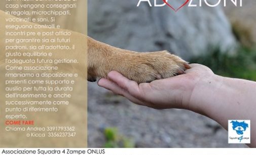VIDIGULFO PAVIA 15/11/2017: La “Squadra 4 Zampe” cerca aiuto per dare una casa ai cani soli