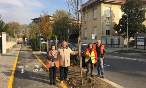 VOGHERA 22/11/2017: Otto nuove piante in via Don Minzoni