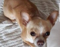 CASATISMA 28/11/2017: Chihuahua sparito nel nulla. Ricompensa a chi riporta a casa Pongo