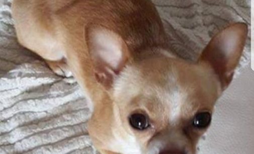 CASATISMA 28/11/2017: Chihuahua sparito nel nulla. Ricompensa a chi riporta a casa Pongo