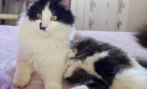 MILANO PAVIA 08/11/2017: Ricompensa di 1.000€ per chi fa ritrovare il gatto Felix