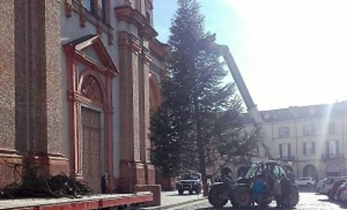 VOGHERA 04/12/2017: Natale. E’ arrivato anche il grande albero di piazza Duomo