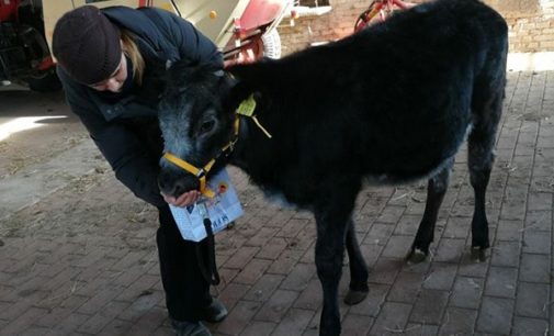 VOGHERA 24/01/2018: Dal Presepe al… macello. Corsa contro il tempo dell’Enpa per aiutare a vivere un asino e una vitella. Se l’asinello è salvo per la vitellina si cerca ancora con urgenza una sistemazione