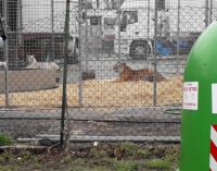 VOGHERA 14/03/2018: L’Enpa contro il Circo (con animali) arrivato in città. L’associazione invita la cittadinanza a boicottare lo spettacolo e a mobilitarsi